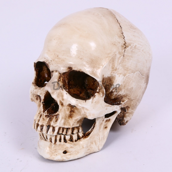 Cráneo de Separación de Dientes Decoraciones de Halloween