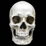 Decoraciones de Halloween Modelo de Cráneo Humano