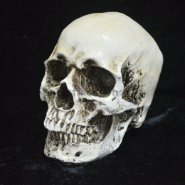 Modelo de Calavera Suministros de Halloween