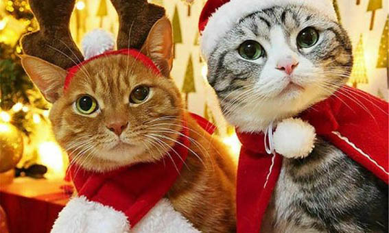 Disfraz Navidad para Mascotas